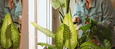 How Often Should You Water Indoor House Plants?