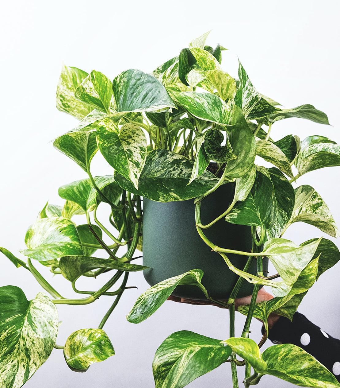 Snow Queen Pothos Plant Care Guide  Plantquility Houseplants