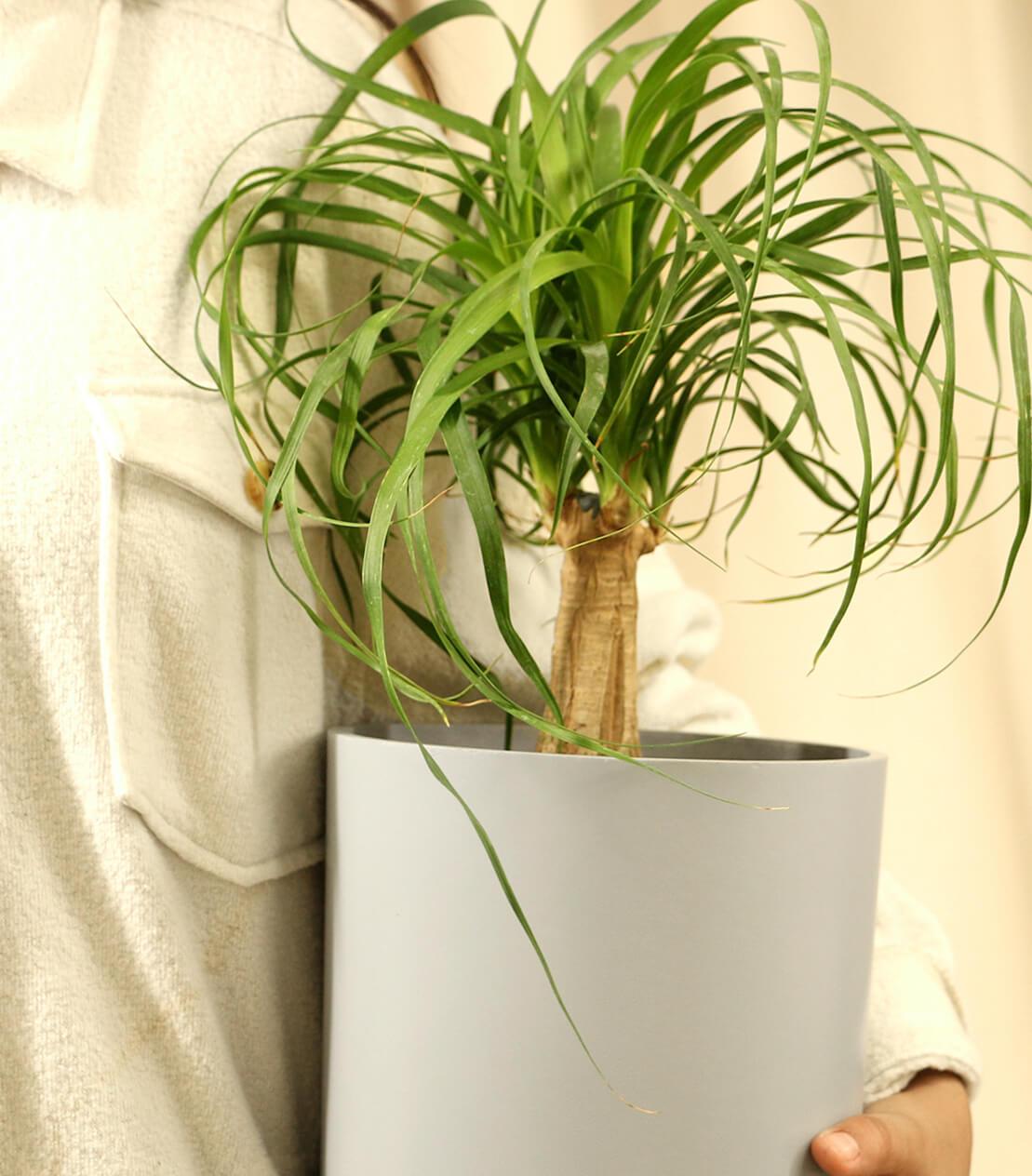 indoor house plant stakes Funny Potted House Plant Stakes Set 1 main image 0