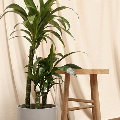 Corn Plant Care Guide (Dracaena Massangeana Fragrans)  Plantquility  Houseplants
