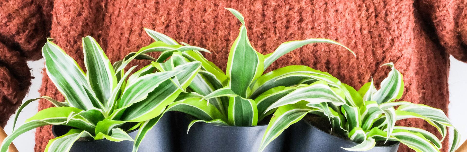 Types of Dracaena Indoor Plants - Plantquility.com  Plantquility  Houseplants