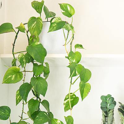 Devil's Ivy Plant Care Guide (Epipremnum Aureum)  Plantquility Houseplants