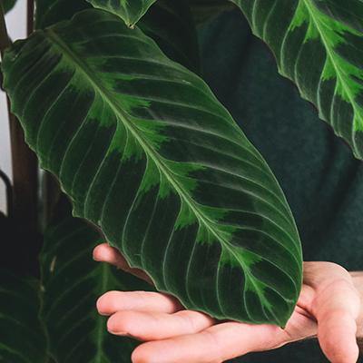 Zebra Plant Care Guide (Calathea Zebrina)  Plantquility Houseplants