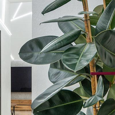 Rubber Fig - Plant Care Guide  Plantquility Houseplants