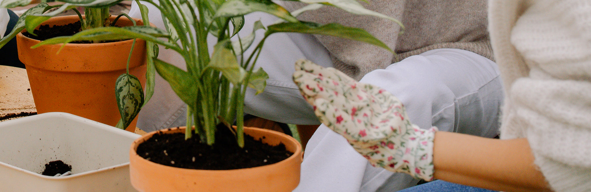 How to Repot and When to Repot  Plantquility Houseplants