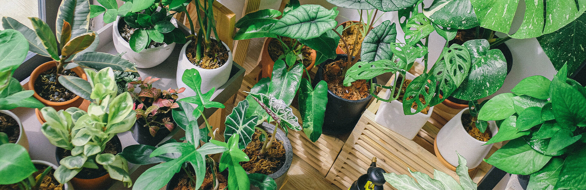 Can Indoor House Plants Seriously Purify the Air?  Plantquility Houseplants