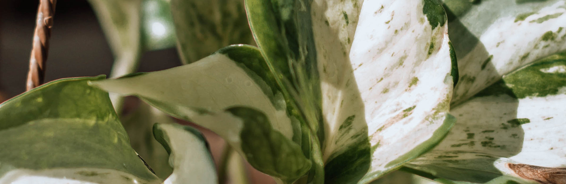 spider plant pics Spider Plant 'Bonnie' | Indoor Plant | Tropical Plant | Potted Plant main image 1