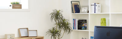 How To Take Care Of An Office Plant