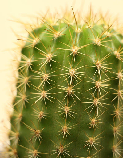Trichocereus grandiflorus - Torch Cactus - Plantquility Houseplants 