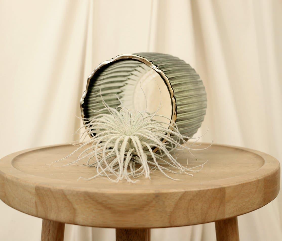 tectorum ecuador air plant Tillandsia Tectorum Ecuador Air Plants – Plantquility Houseplants