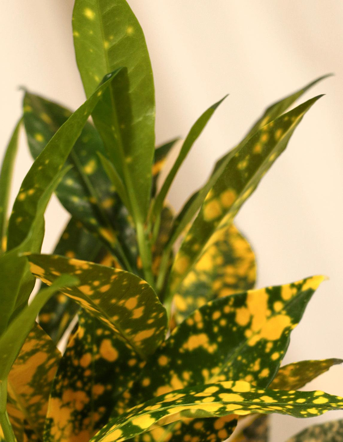 japanese laurel house plant Japanese Laurel Houseplant