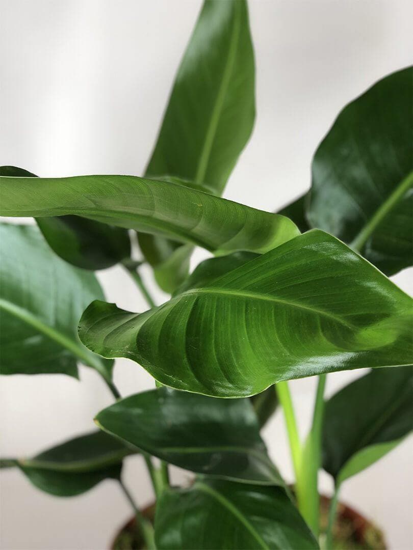 variegated strelitzia Bird of Paradise Indoor Plant