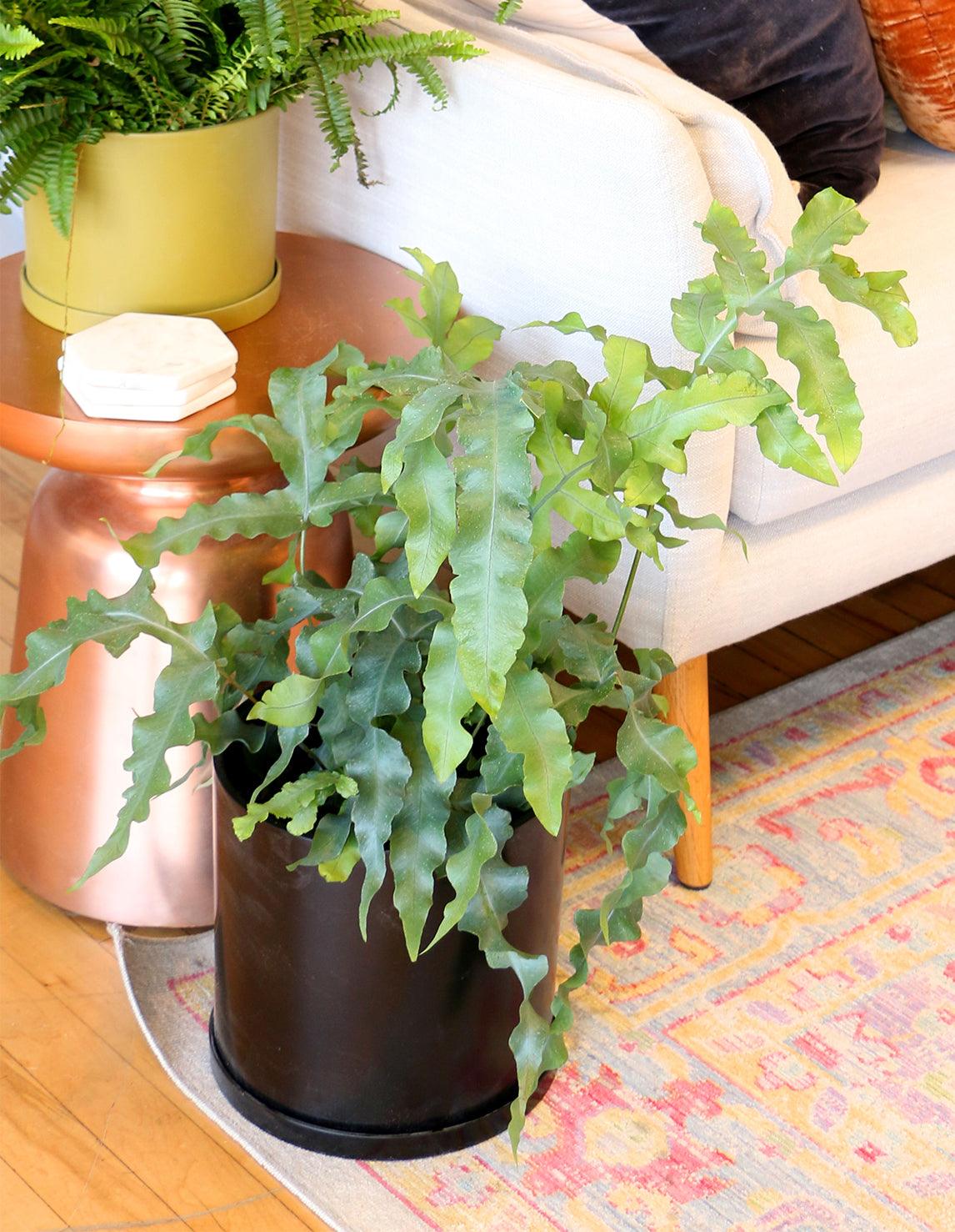 polypodium aureum 'blue star' fern Blue Star Fern Houseplant for Sale