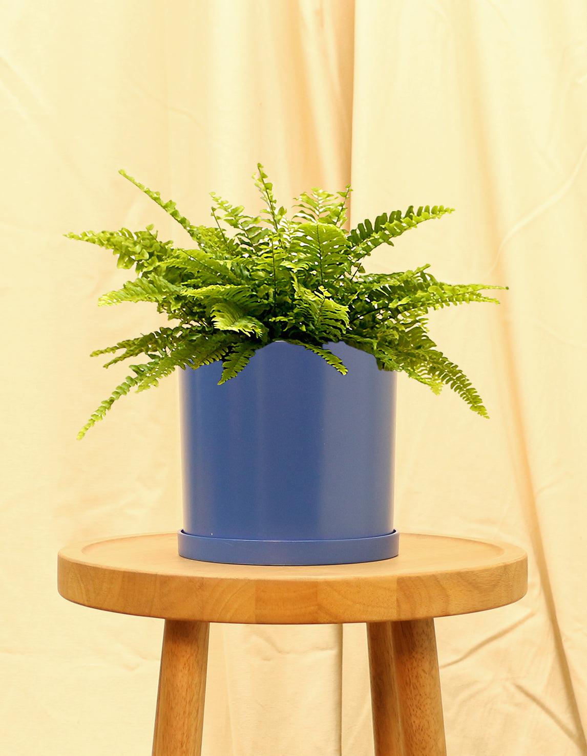 Medium Indoor Boston Fern Plant in blue pot.