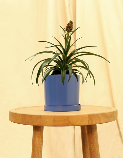 Small Bromeliad Pineapple Plant in blue pot.