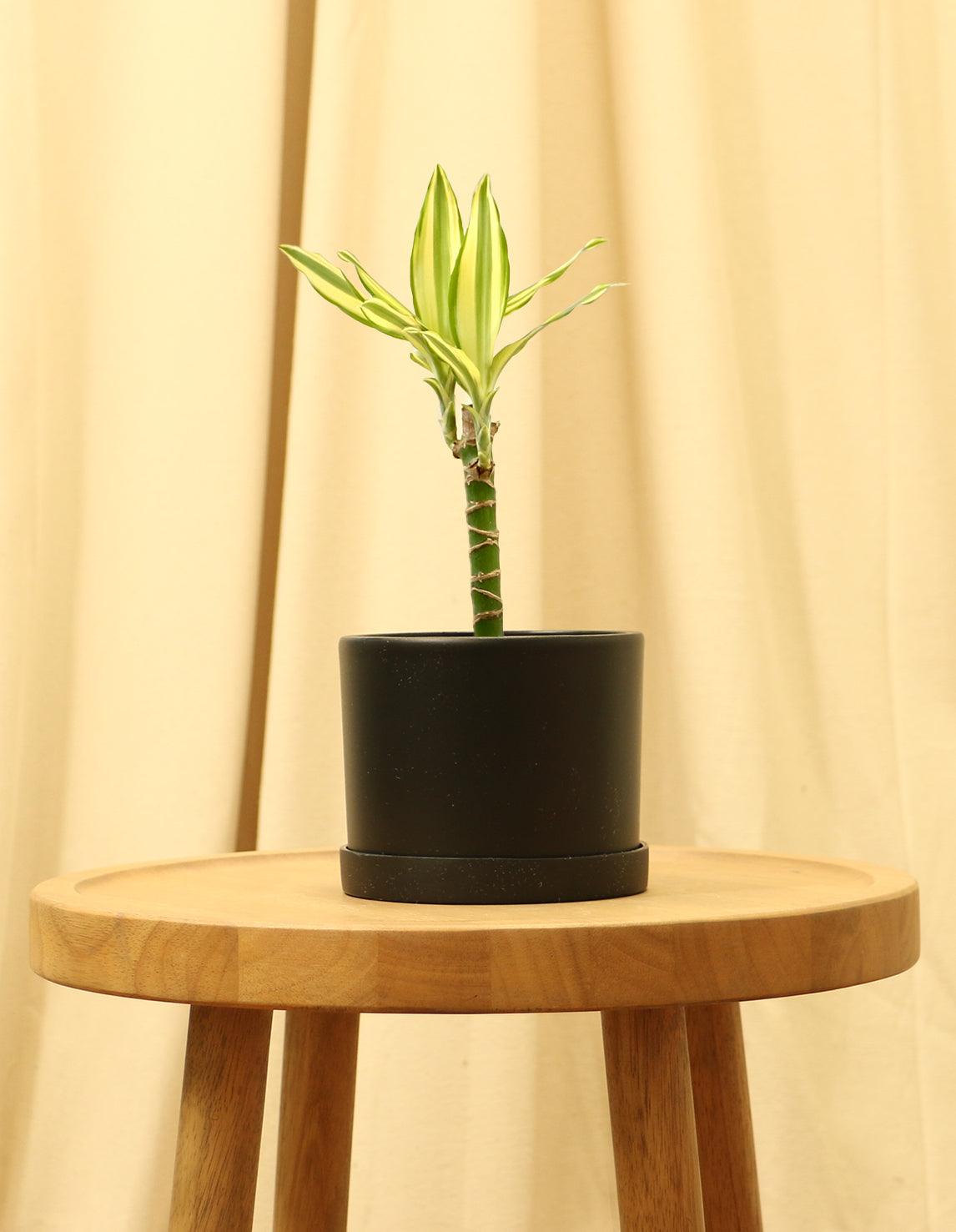 indoor plants corn plant Indoor Corn Plant