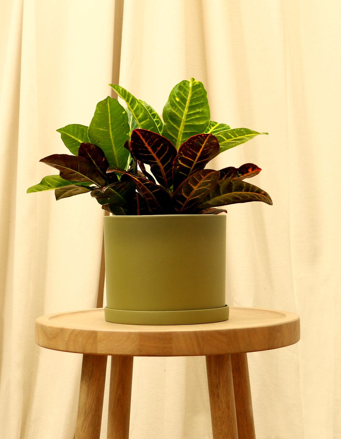 Medium Variegated Croton Plant in green pot.