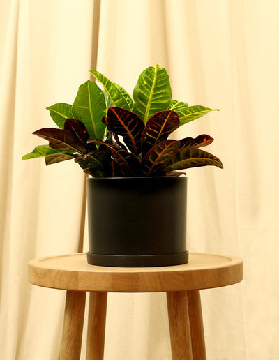 Medium Variegated Croton Plant in black pot.