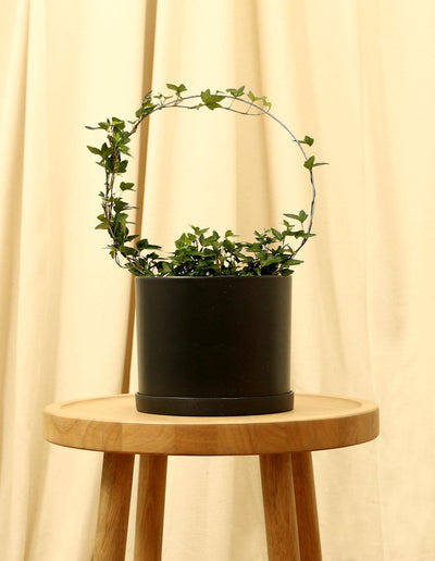 Medium English Ivy Plant in black pot.