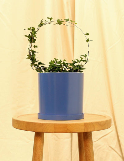 Medium English Ivy Plant in blue pot.