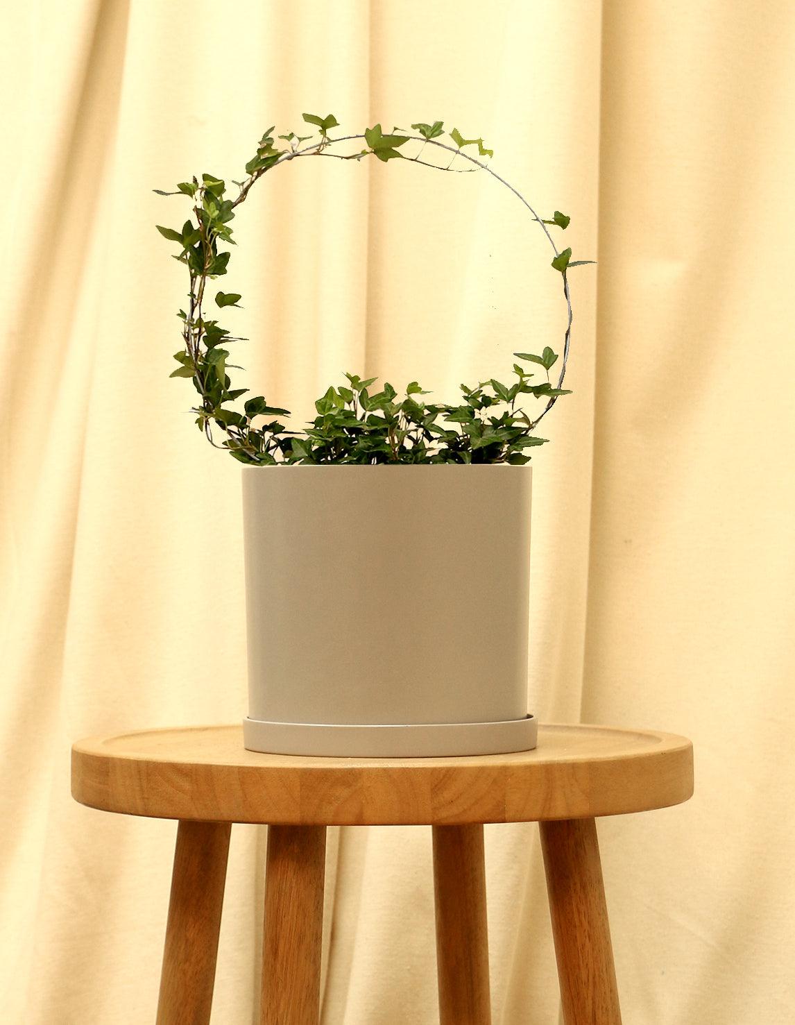 Medium English Ivy Plant in grey pot.