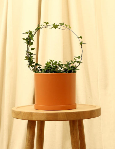 Medium English Ivy Plant in orange pot.