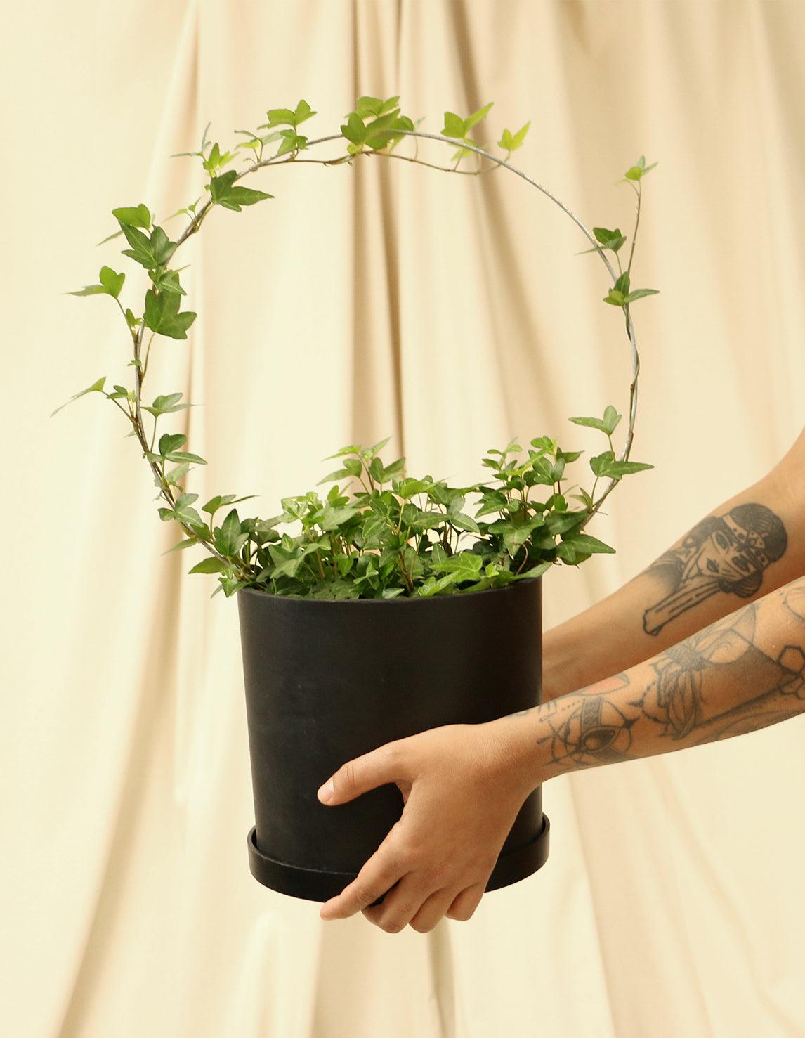 small ivy plant indoor English Ivy Plant