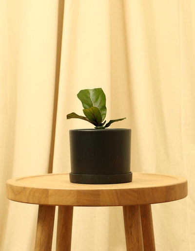 Small Fiddle Leaf Fig Tree in black pot.