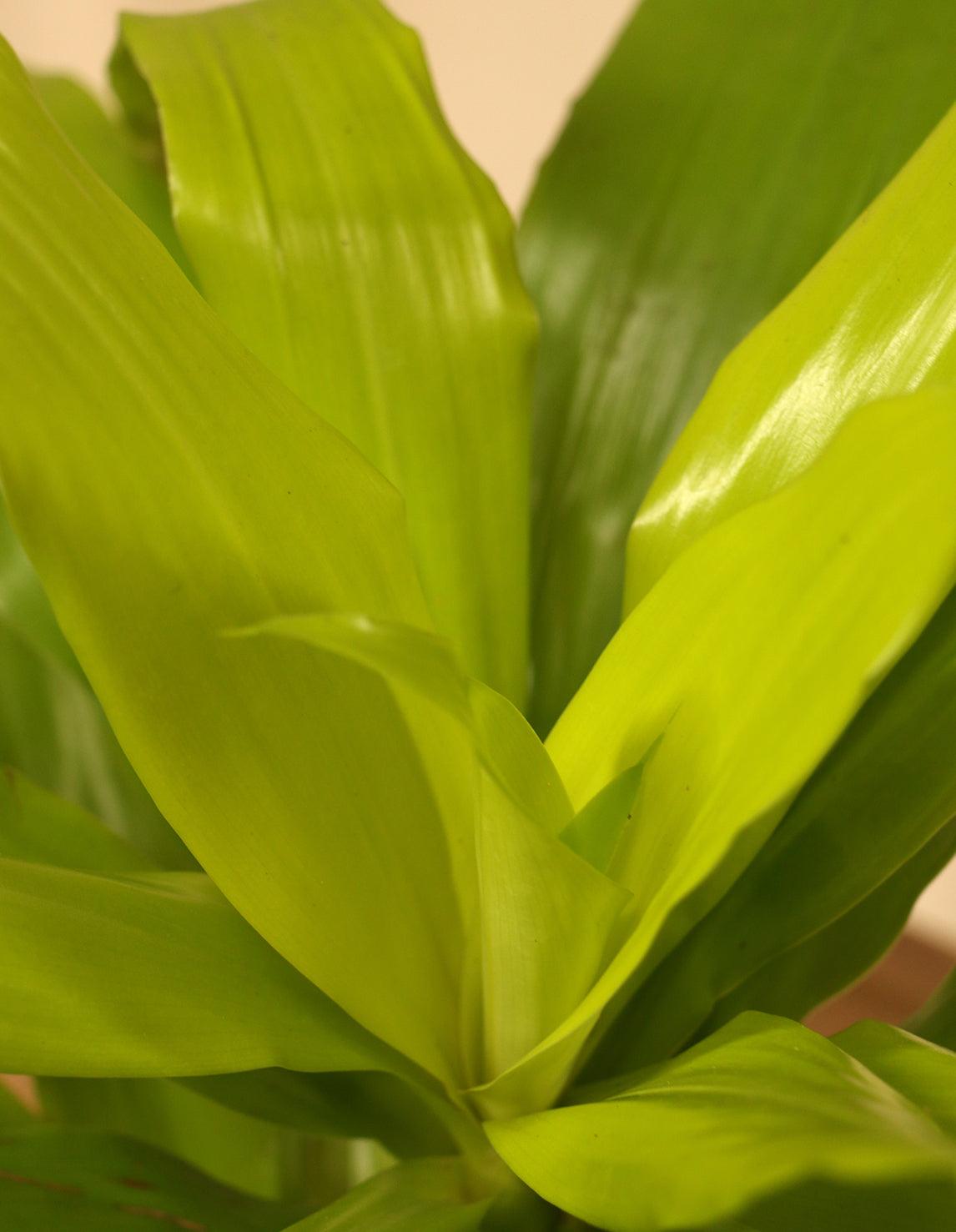 dracaena fragrans light Lemon Light Plant