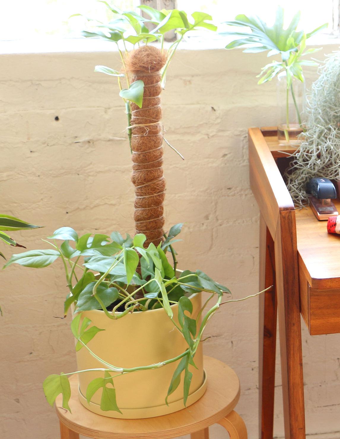 monstera mini plant Buy Fruit Salad Plant