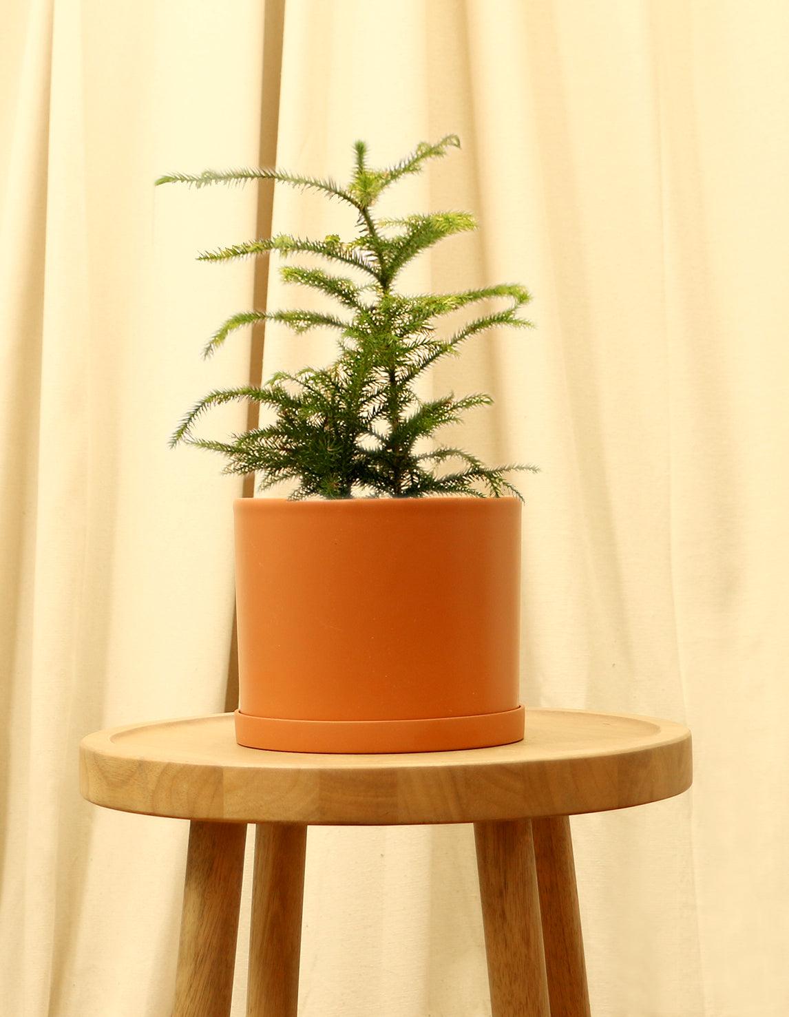 Medium Norfolk Island Pine in orange pot.