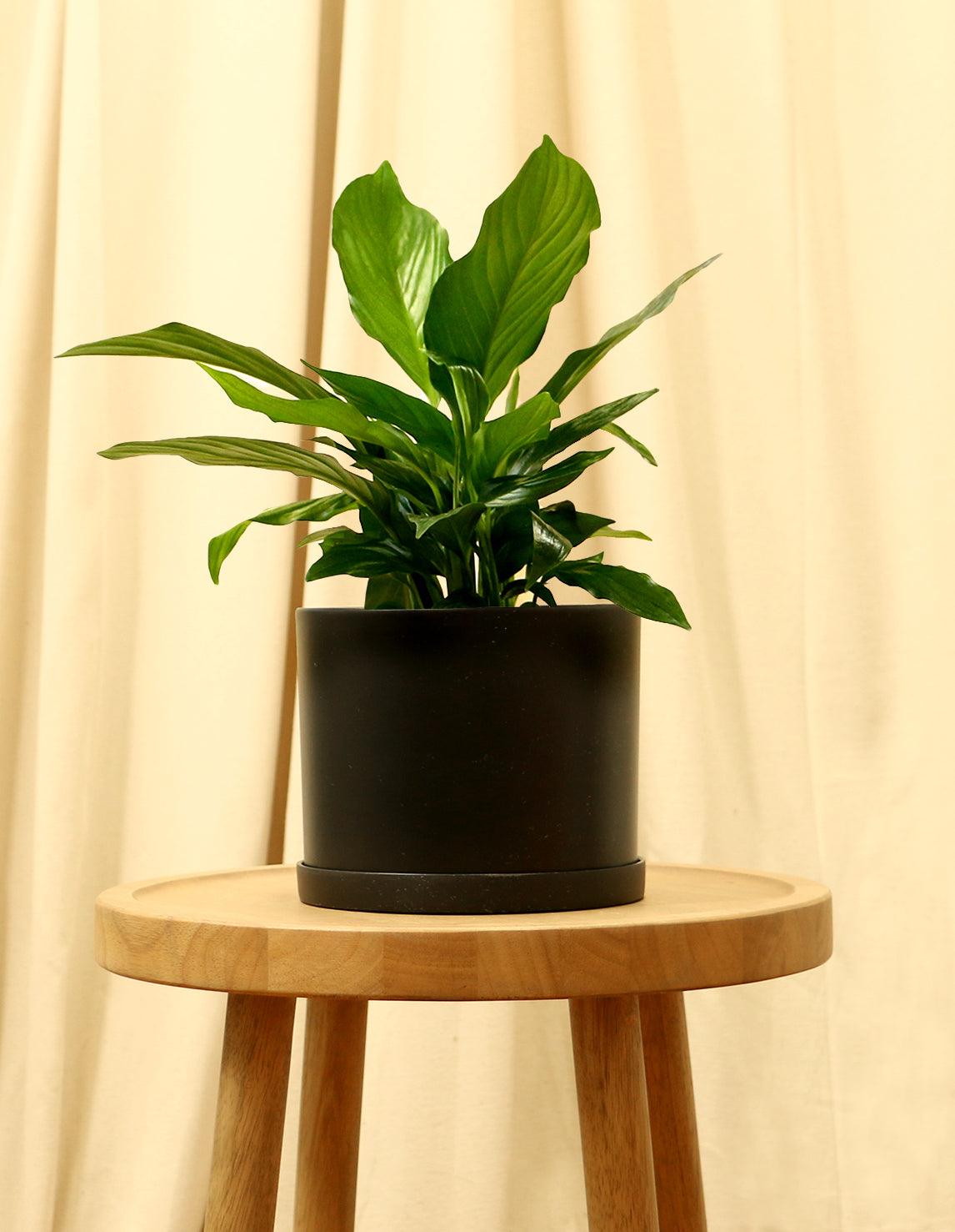 Medium Peace Lily in black pot.