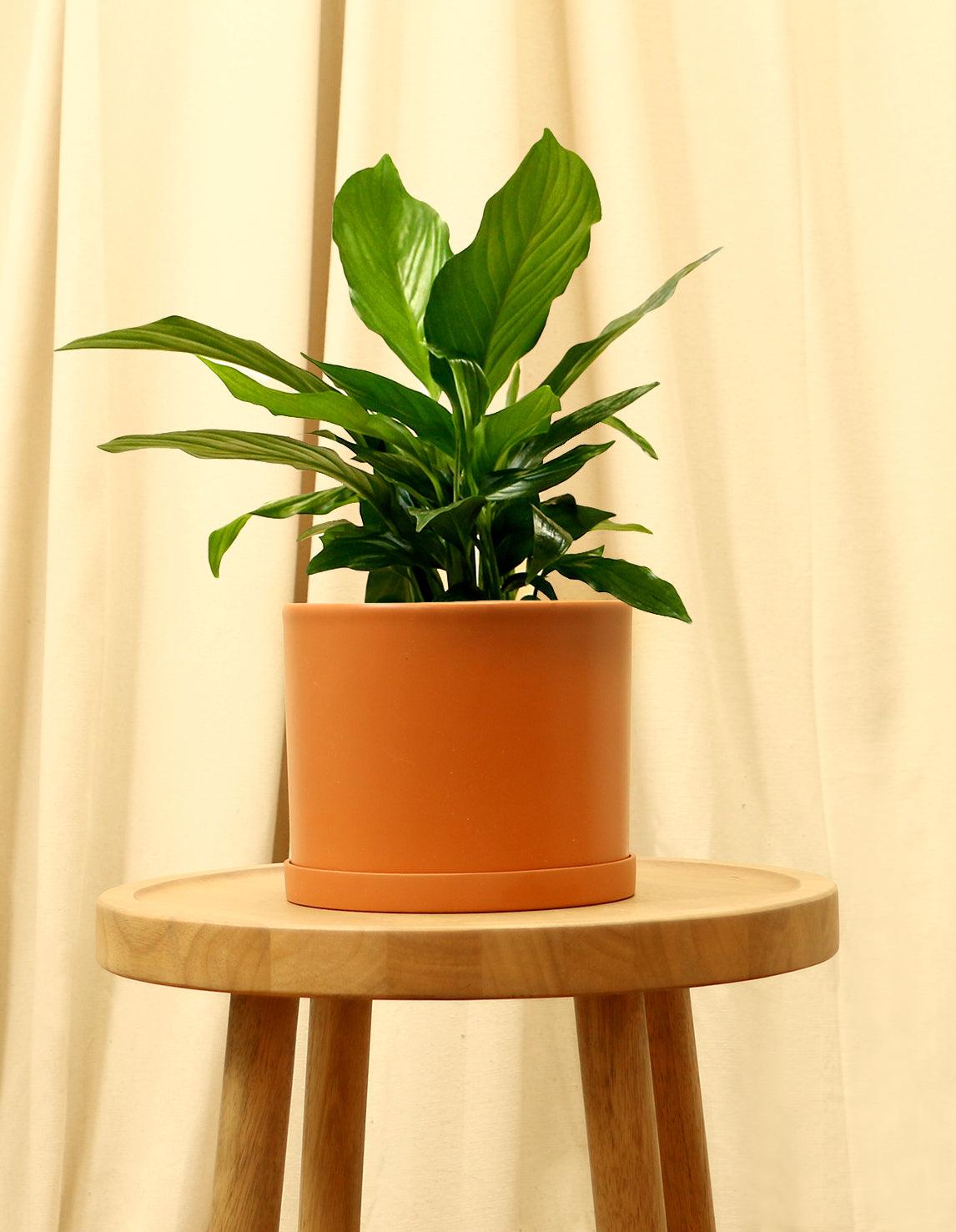 Medium Peace Lily in orange pot.