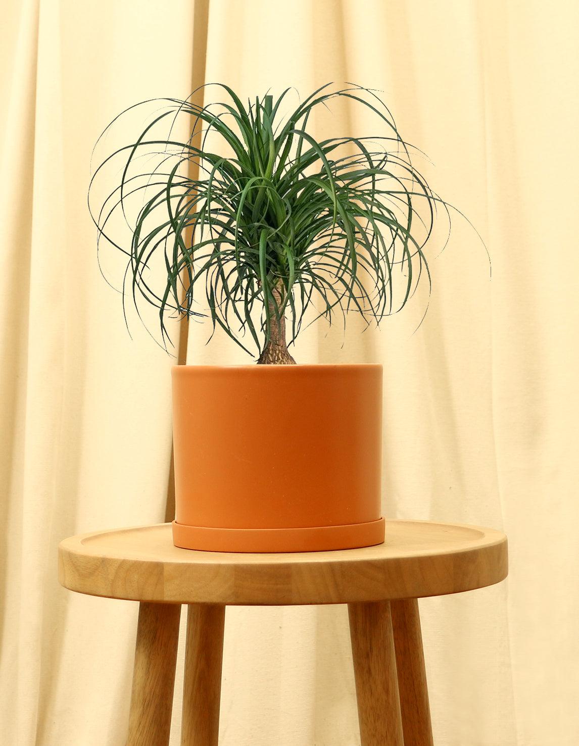 Medium Ponytail Palm Plant in orange pot.