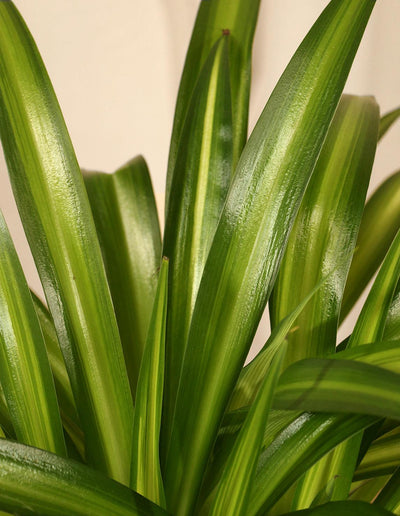 Ribbon Plant - Chlorophytum Comosum Variegated - Plantquility Houseplants 