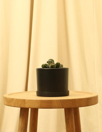 Small Rose Quartz Cactus in black pot.
