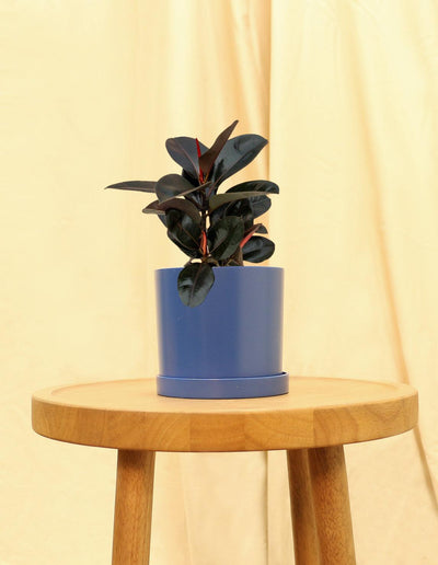 Small Rubber Fig Plant in blue pot.
