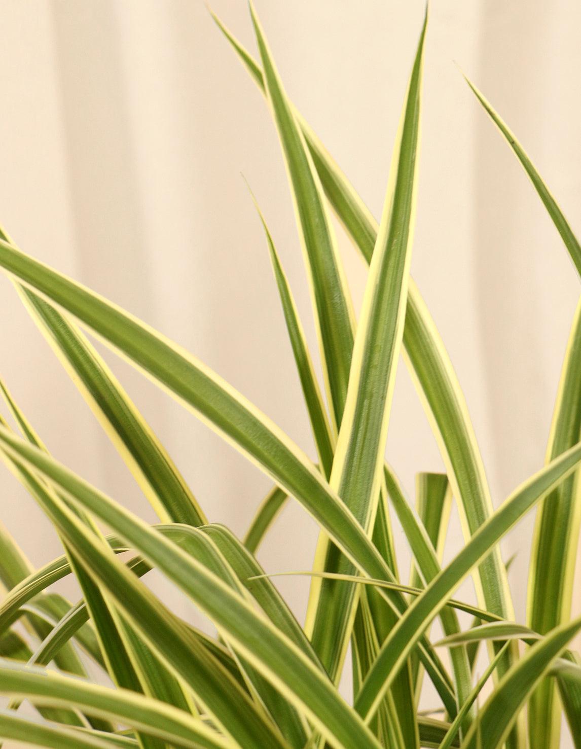 Spider Indoor Plant - Chlorophytum Comosum
