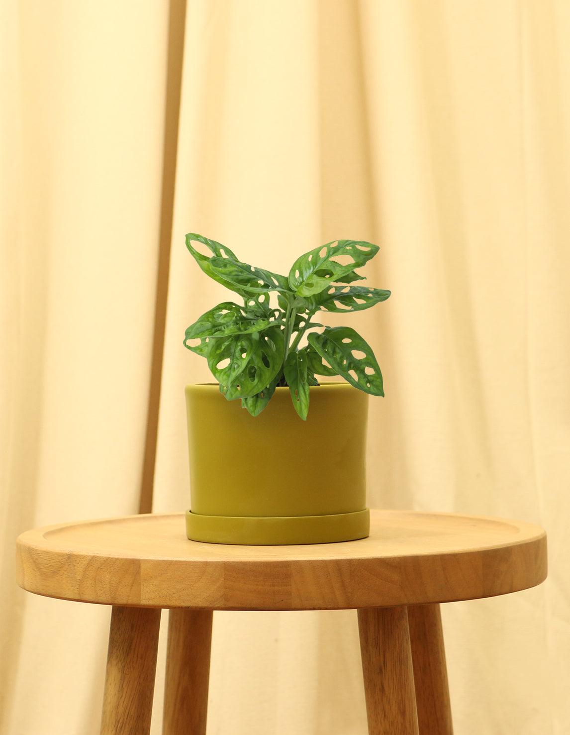 Small Swiss Cheese Plant in green pot.