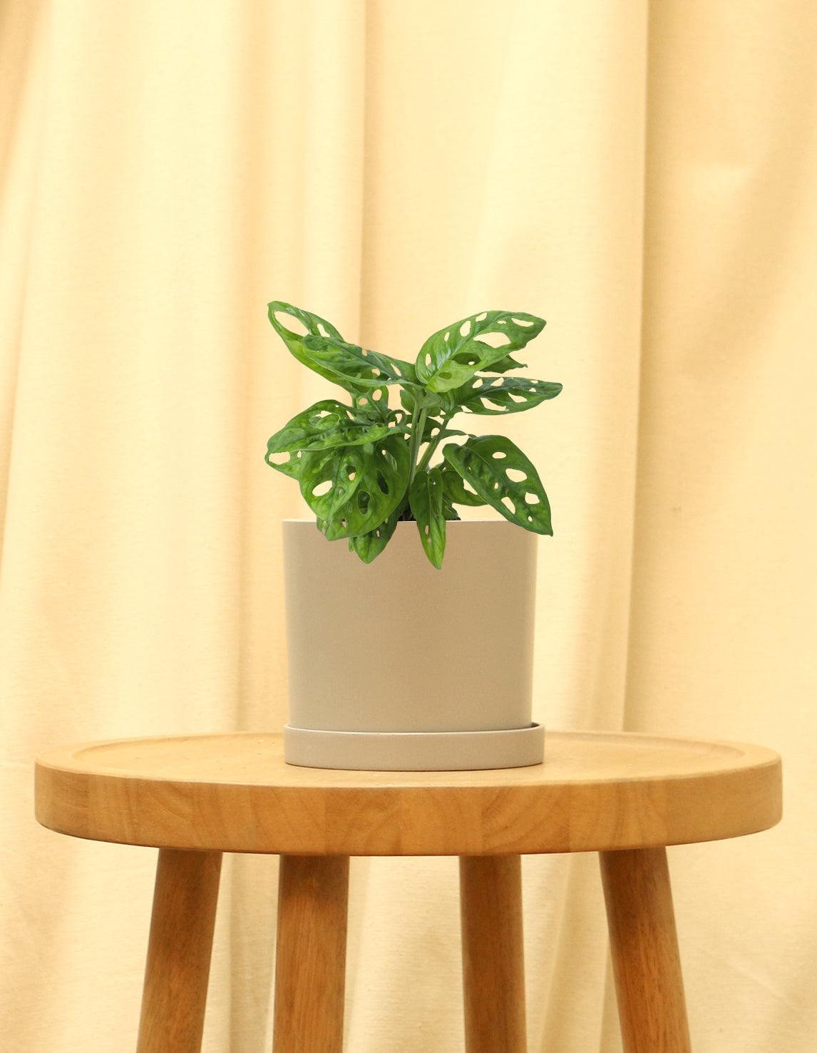 Small Swiss Cheese Plant in grey pot.