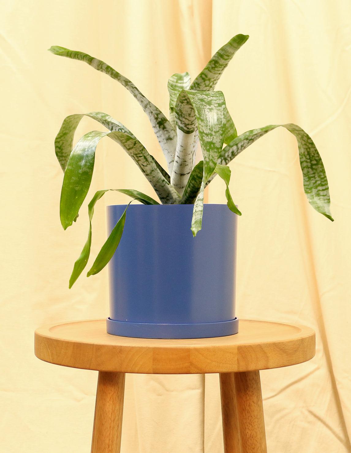 Medium Urn Plant in blue pot.