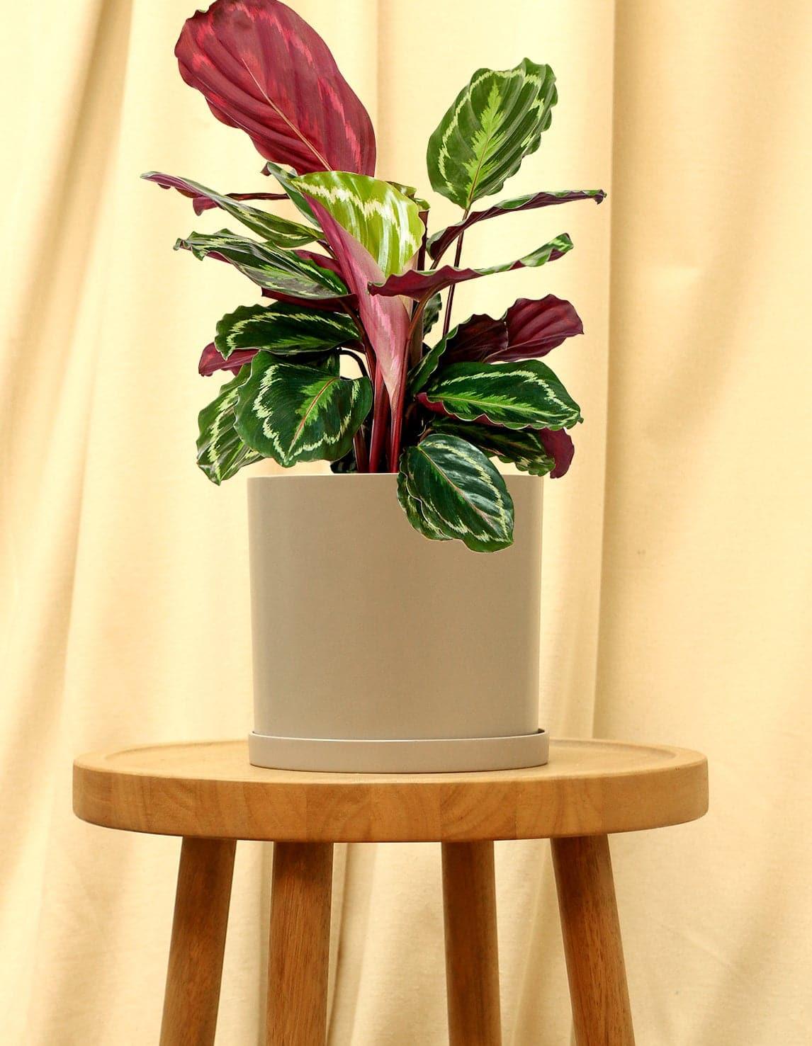 zebra prayer plant Zebra Plant