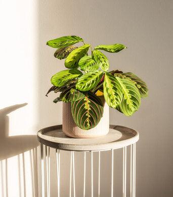 Prayer (Maranta Leuconeura) - Plant Care Guide