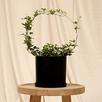 Hedera Helix - Plant Care Guide