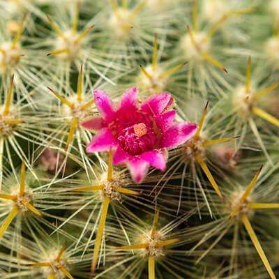 Rose Quartz Cactus - Plant Care Guide