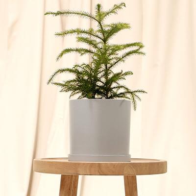 Norfolk Island Pine - Plant Care Guide
