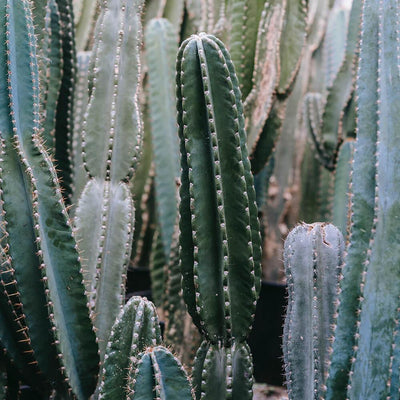 Blue Torch Cactus - Plant Care Guide