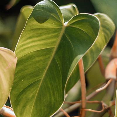 Anthurium - Plant Care Guide
