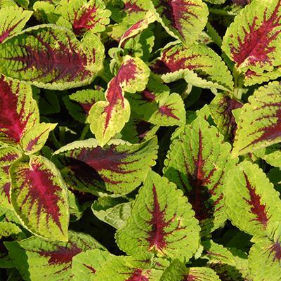 Plectranthus Scutellarioides (Light) - Plant Care Guide