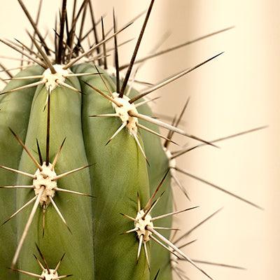 Pachycereus Pecten Aboriginum - Plant Care Guide